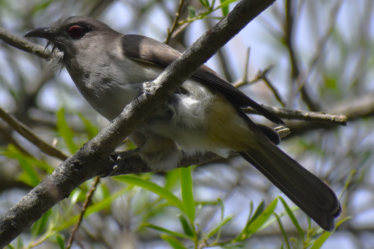 Graukehlkuckuck - ML644392756