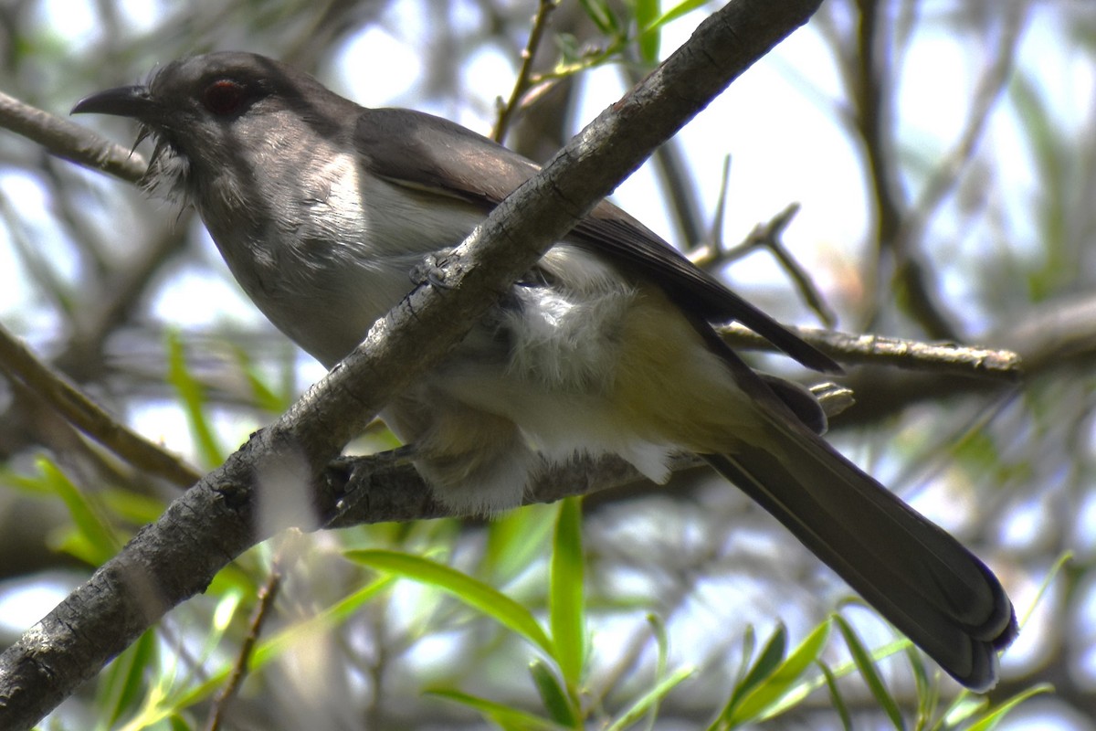 Graukehlkuckuck - ML644392757