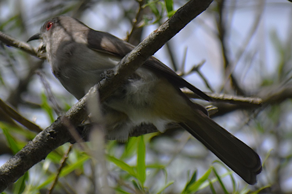 Graukehlkuckuck - ML644392758