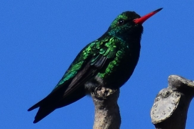 Glittering-bellied Emerald - ML644392769