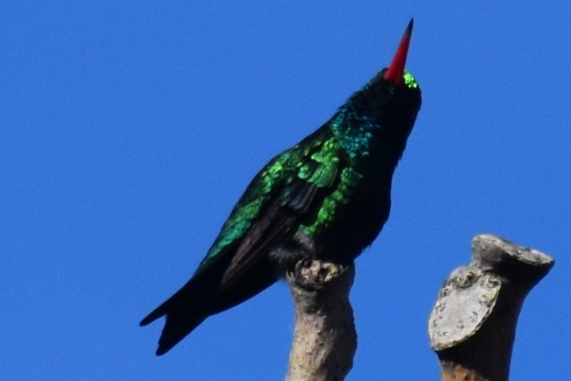 Glittering-bellied Emerald - ML644392770