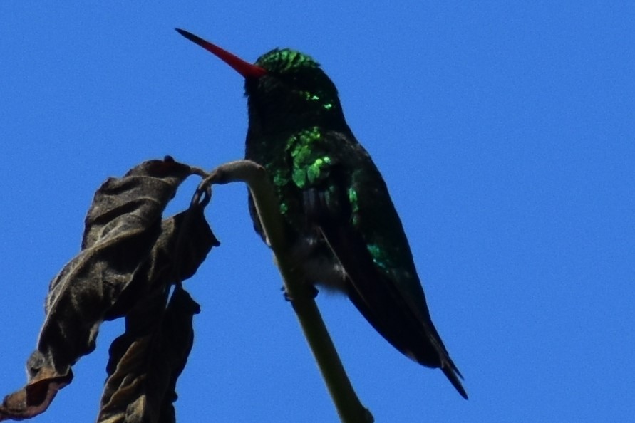 Glittering-bellied Emerald - ML644392771