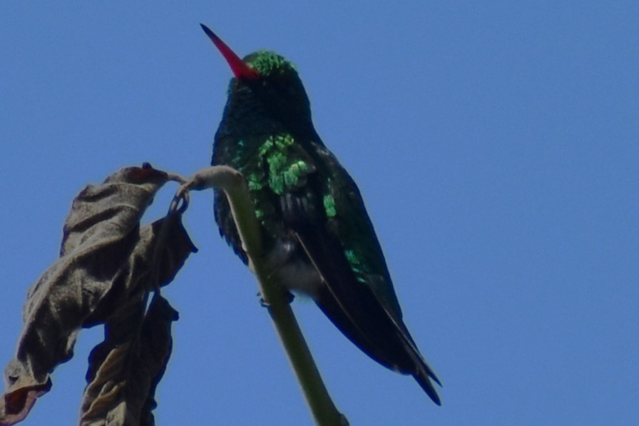 Glittering-bellied Emerald - ML644392772