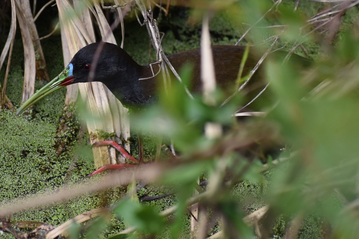 Grauralle - ML644392776