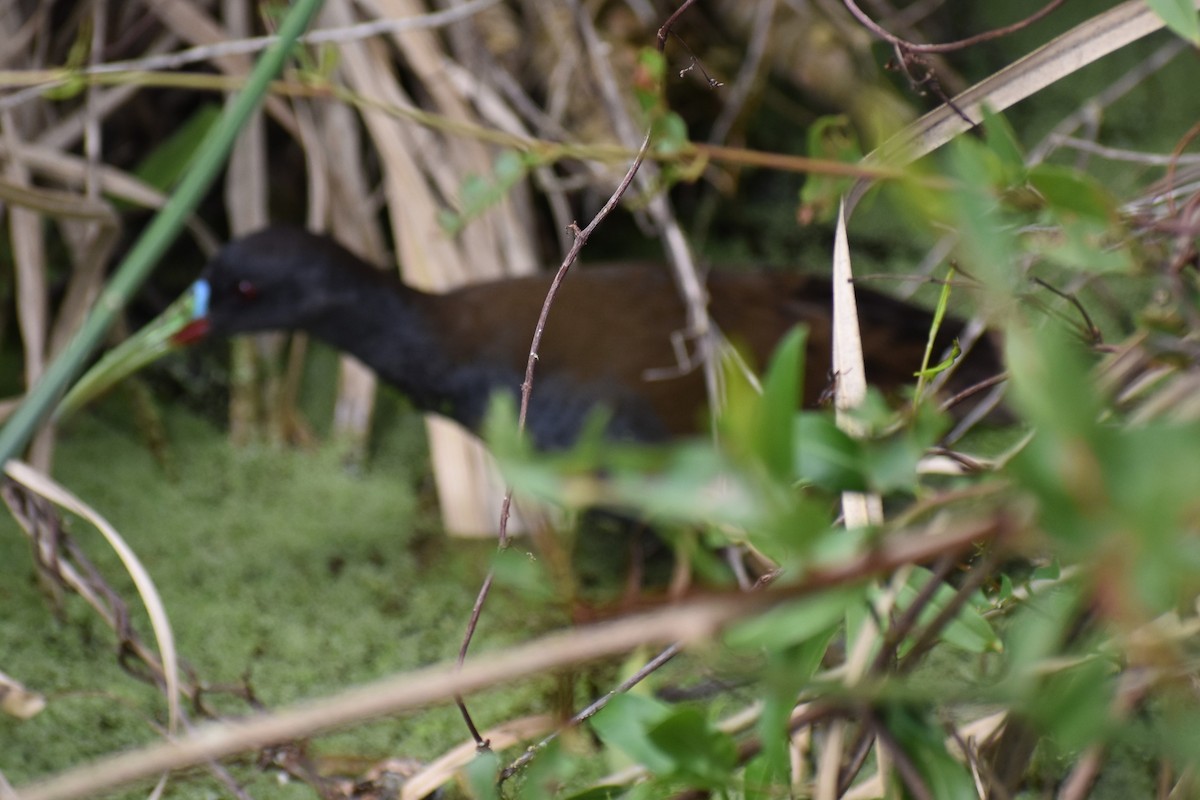 Grauralle - ML644392777