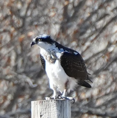 Osprey - ML644392778