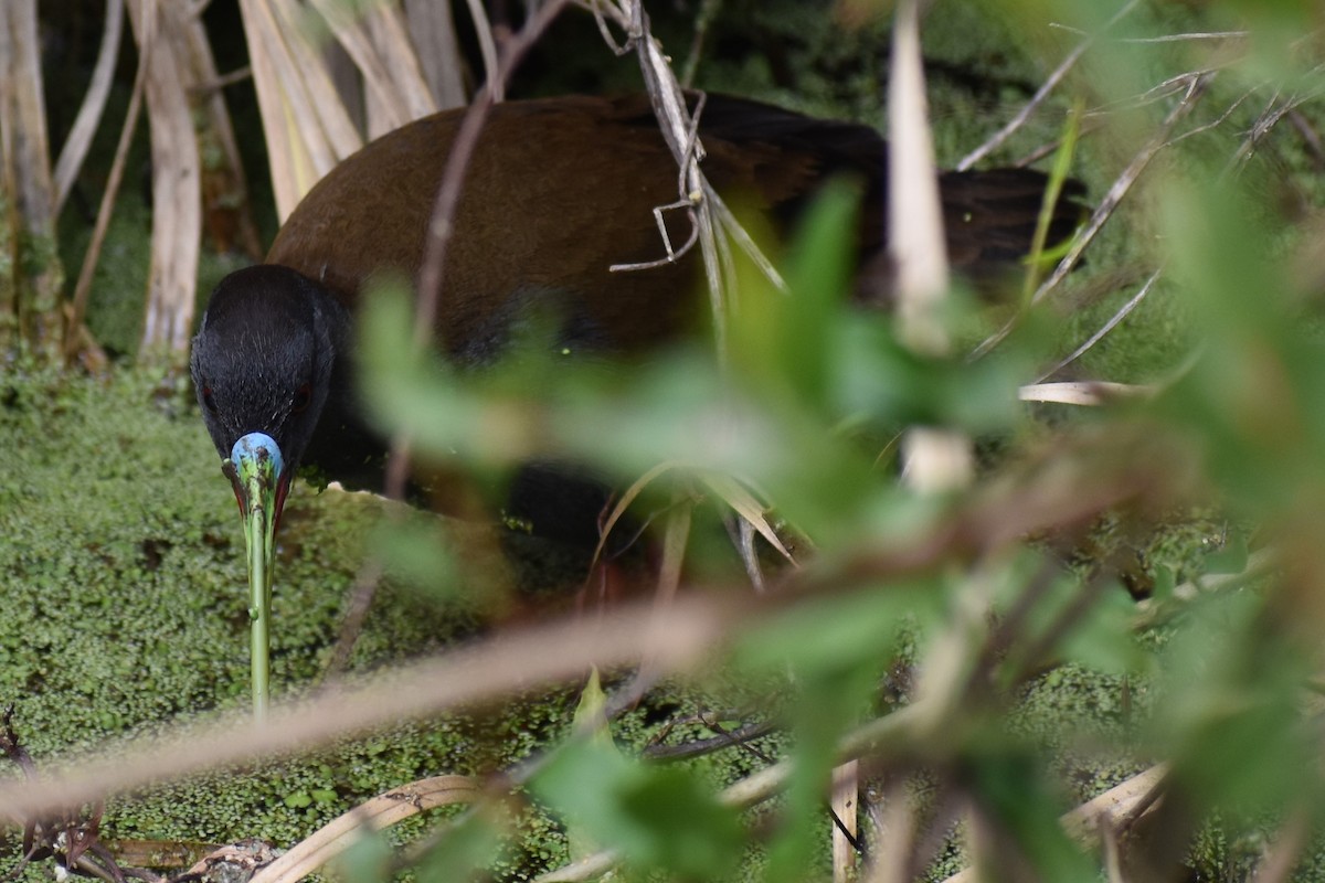 Grauralle - ML644392779