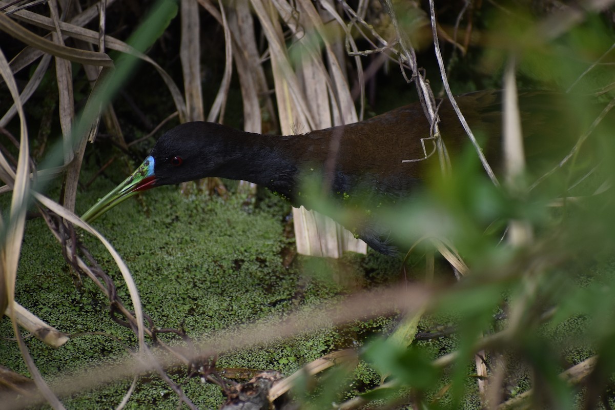 Grauralle - ML644392784