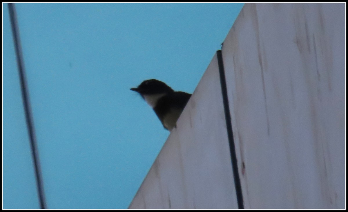 Malaysian Pied-Fantail - ML644392785