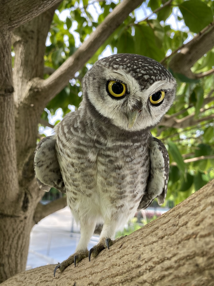 tempelugle - ML644392788