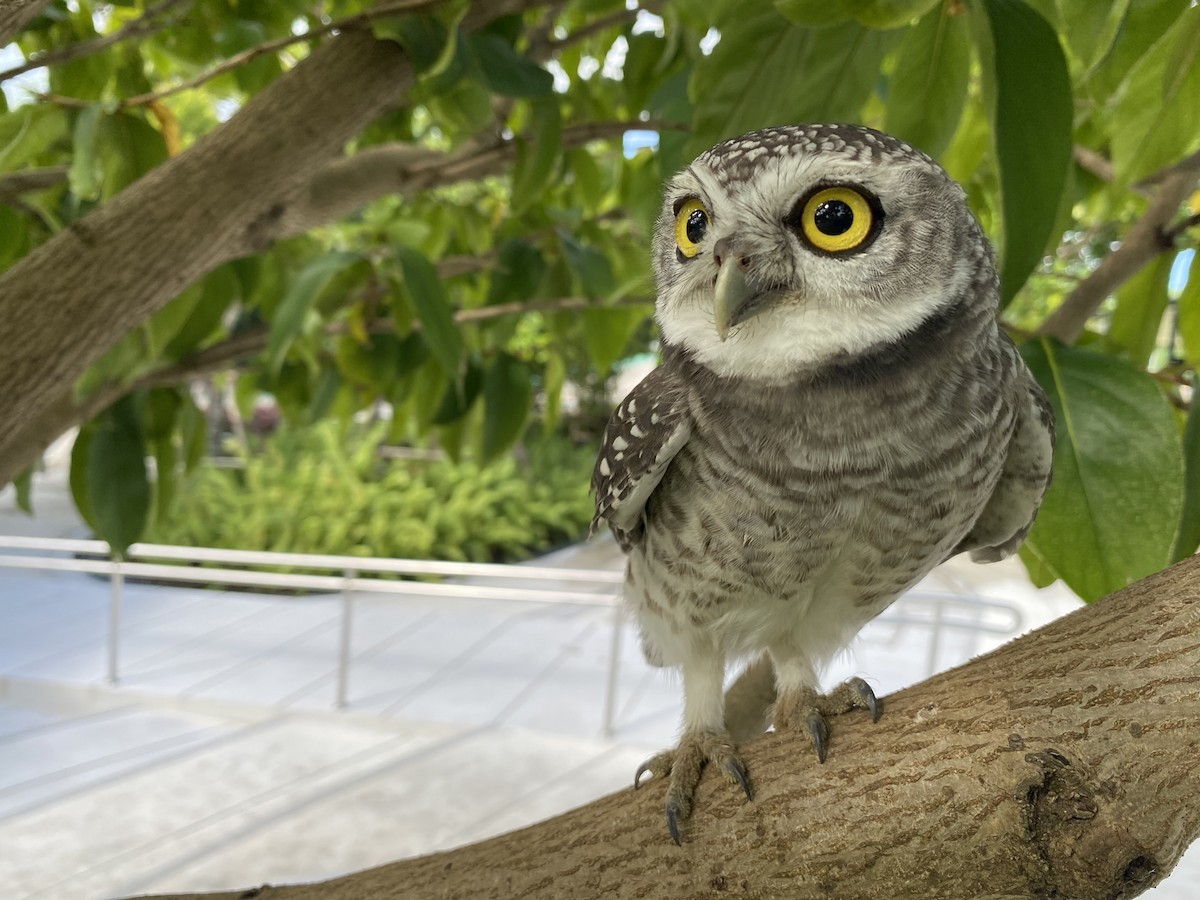 tempelugle - ML644392789