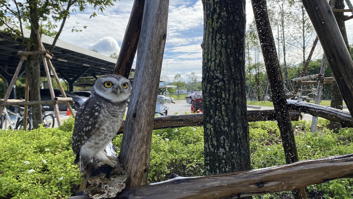 tempelugle - ML644392790