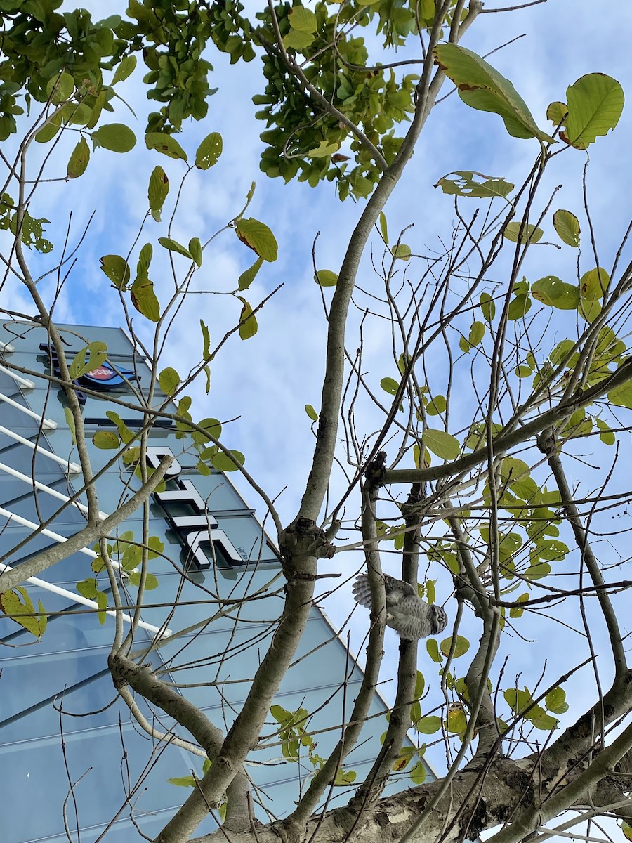 tempelugle - ML644392792