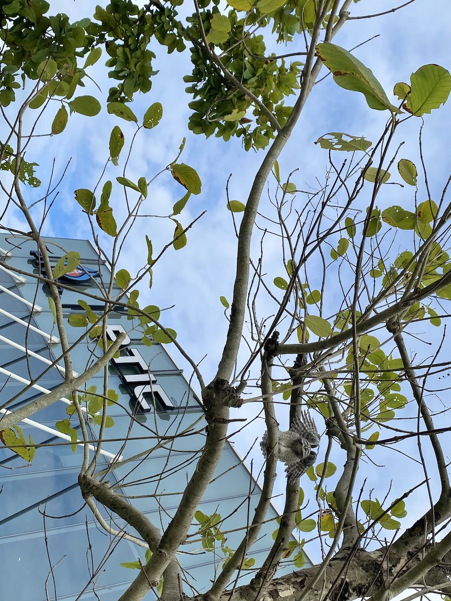 tempelugle - ML644392793