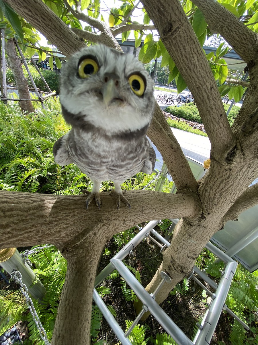 tempelugle - ML644392794