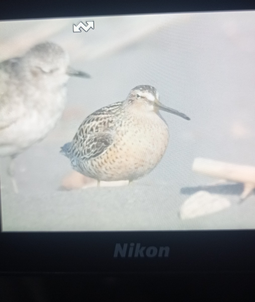 Kuliska grisa - ML644392795