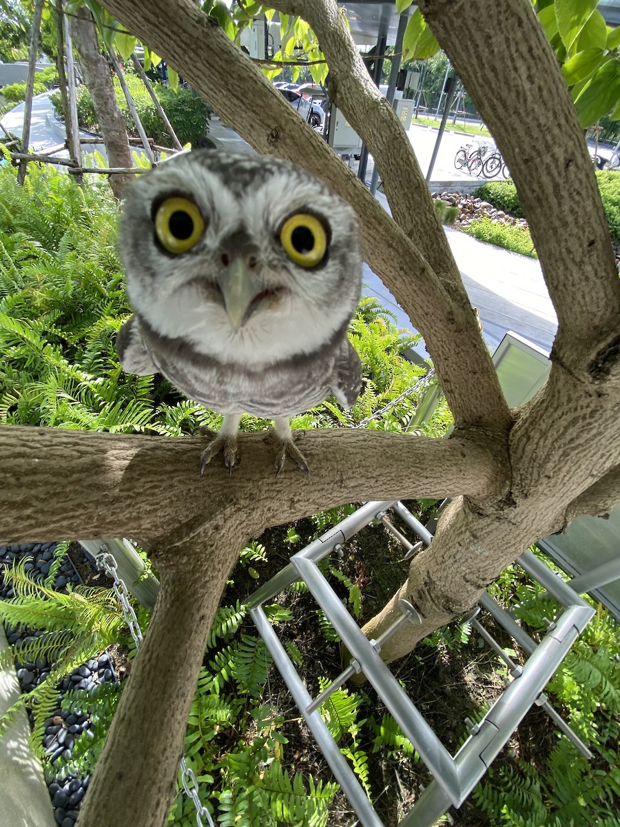 tempelugle - ML644392796