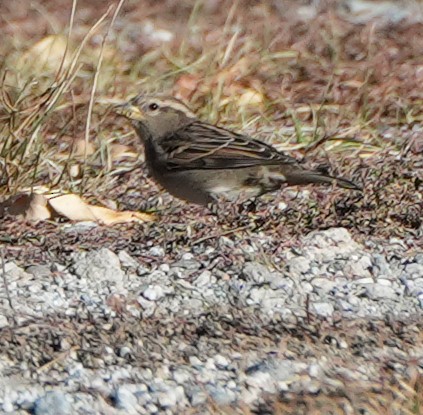 House Sparrow - ML644392802