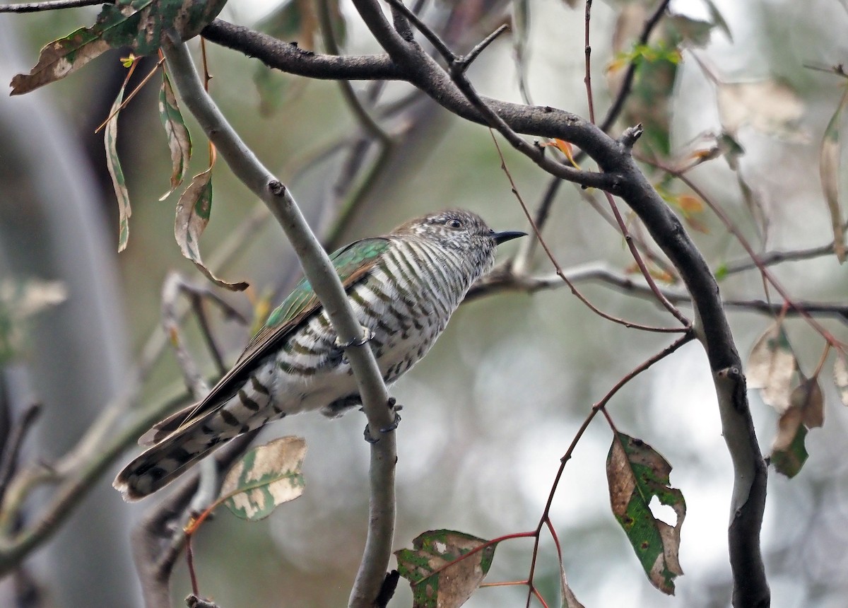 Shining Bronze-Cuckoo - ML644392815