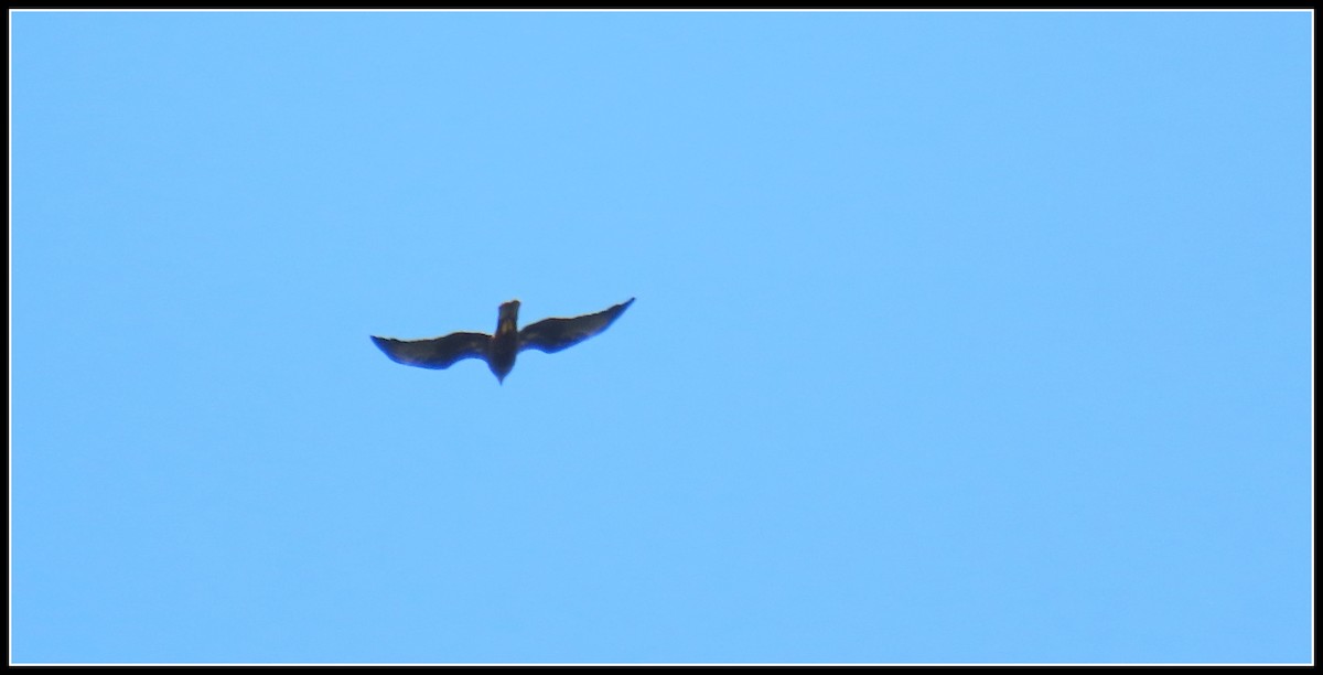 Eastern Marsh Harrier - ML644392819