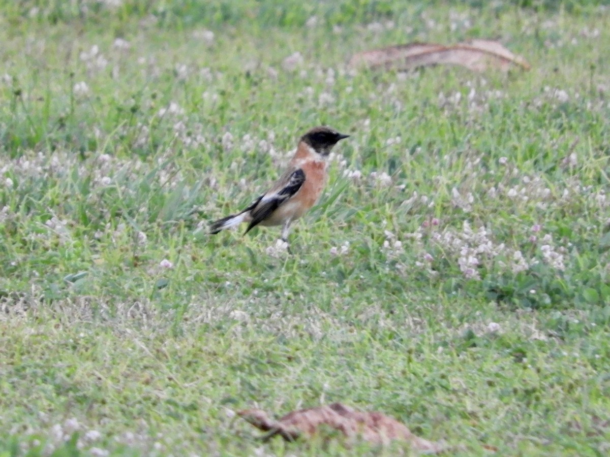 シベリアノビタキ - ML644392827