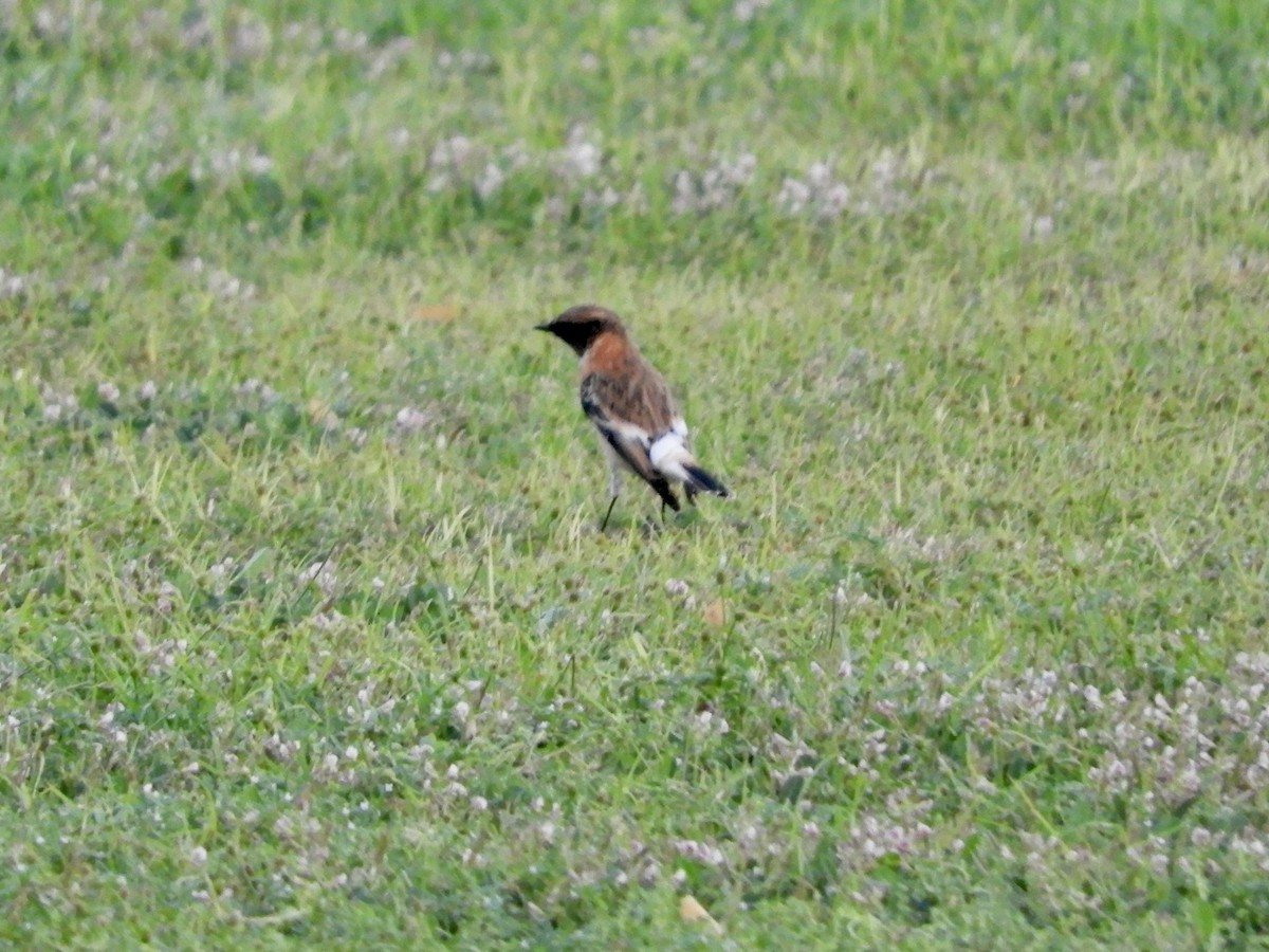 シベリアノビタキ - ML644392828