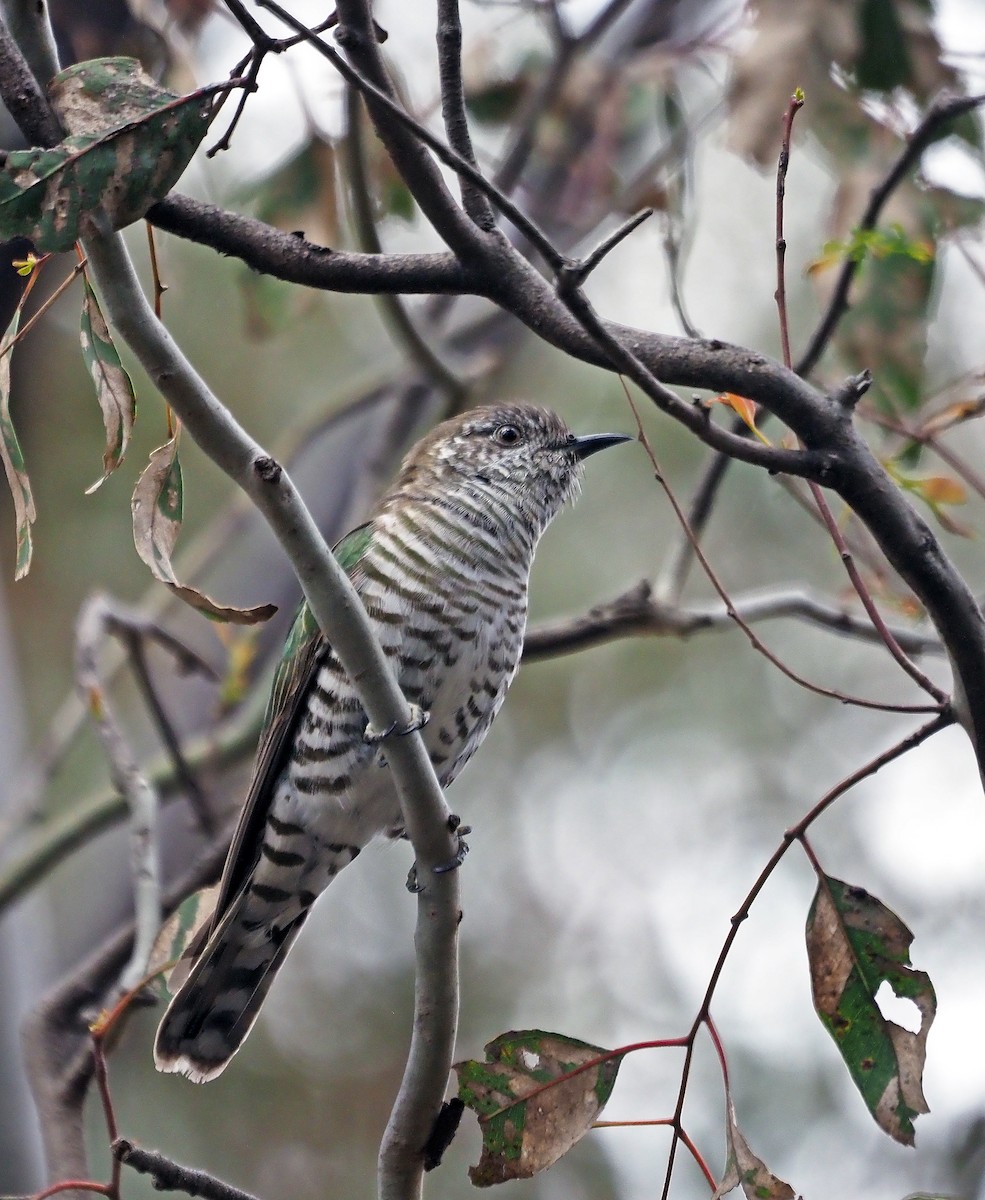 Shining Bronze-Cuckoo - ML644392835