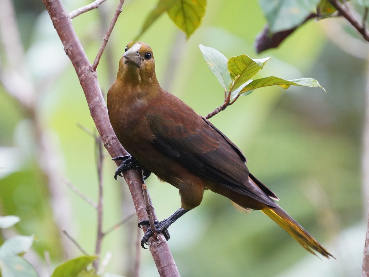 セアカオオツリスドリ（angustifrons グループ） - ML644392837