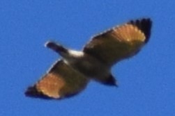 Yol Şahini - ML644392842