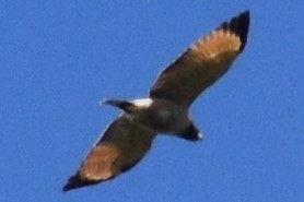 Yol Şahini - ML644392843