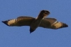 Yol Şahini - ML644392844