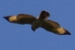 Yol Şahini - ML644392845