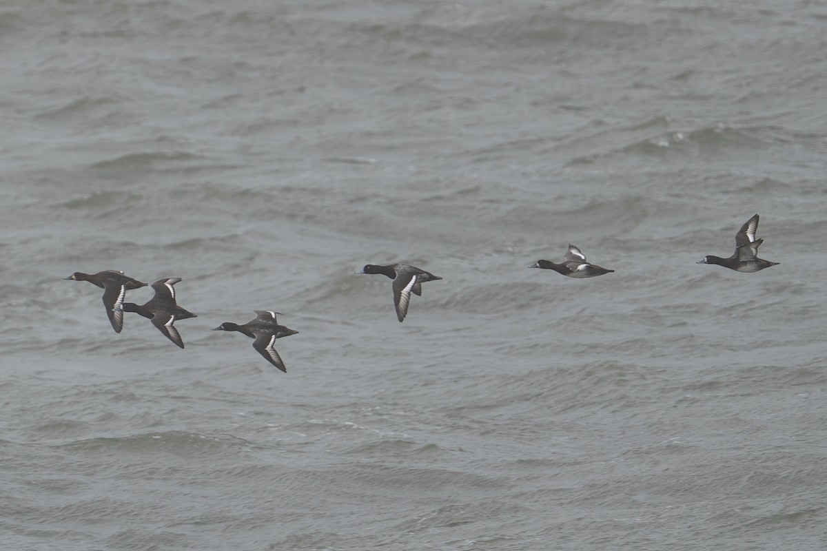 Greater Scaup - ML644392857