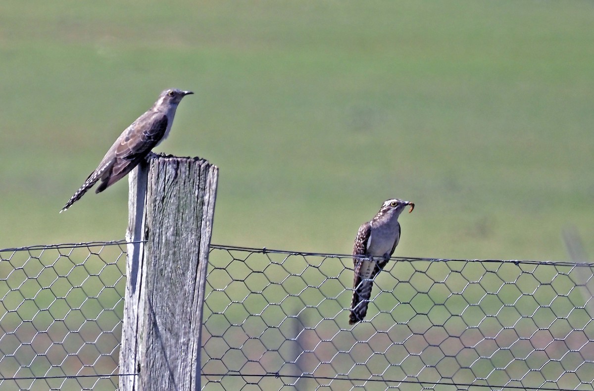 Pallid Cuckoo - ML644392861
