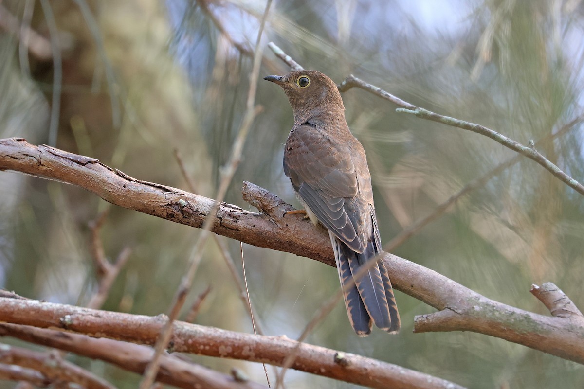 Fan-tailed Cuckoo - ML644392862