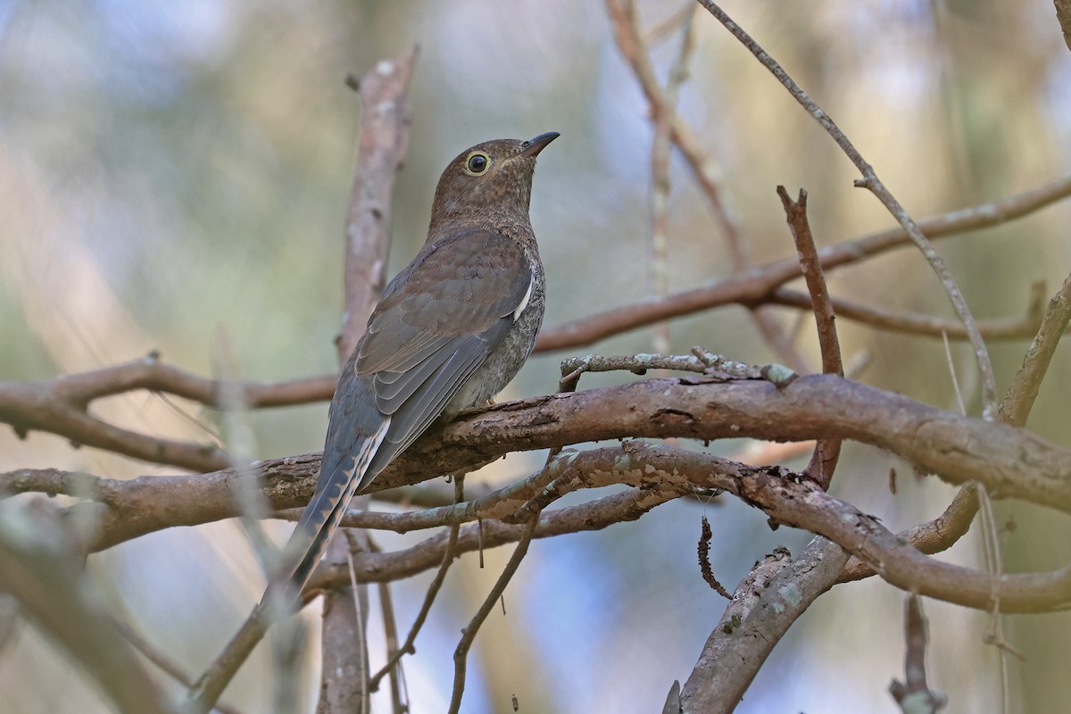 Fan-tailed Cuckoo - ML644392863
