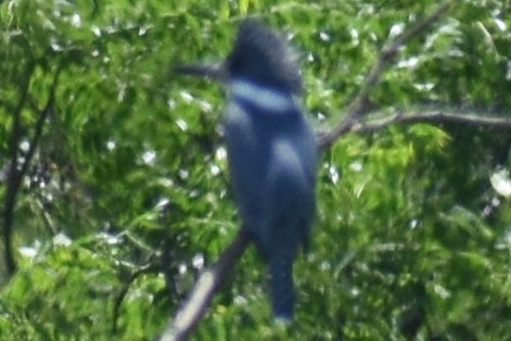 rybařík obojkový - ML644392866