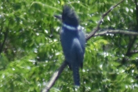 rybařík obojkový - ML644392867