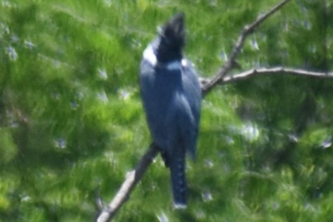 rybařík obojkový - ML644392868