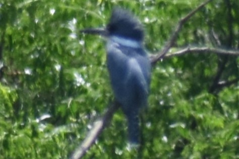 rybařík obojkový - ML644392869