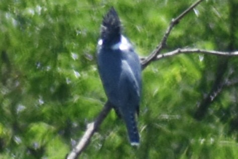 rybařík obojkový - ML644392870