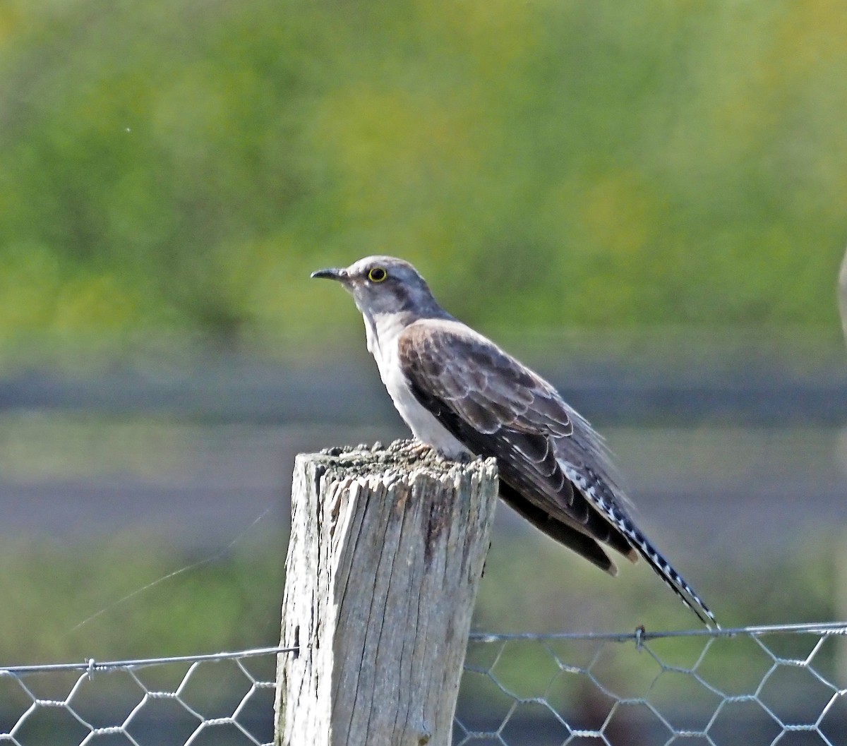 Pallid Cuckoo - ML644392871