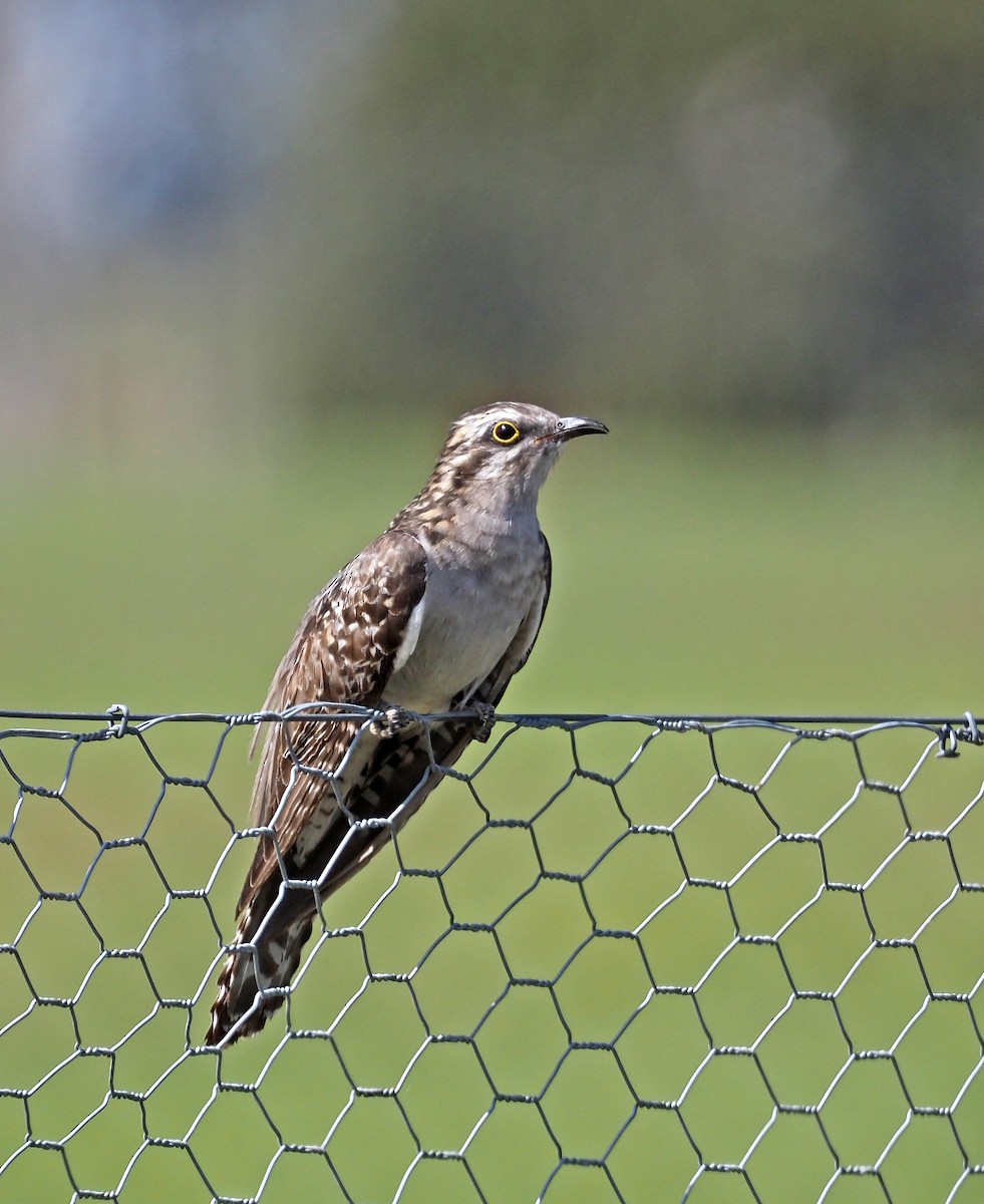 Pallid Cuckoo - ML644392879