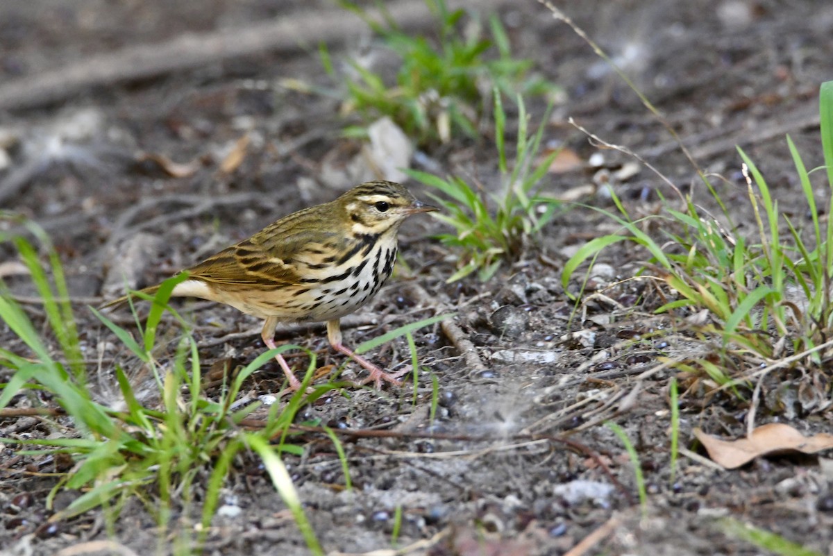 Olive-backed Pipit - ML644392881