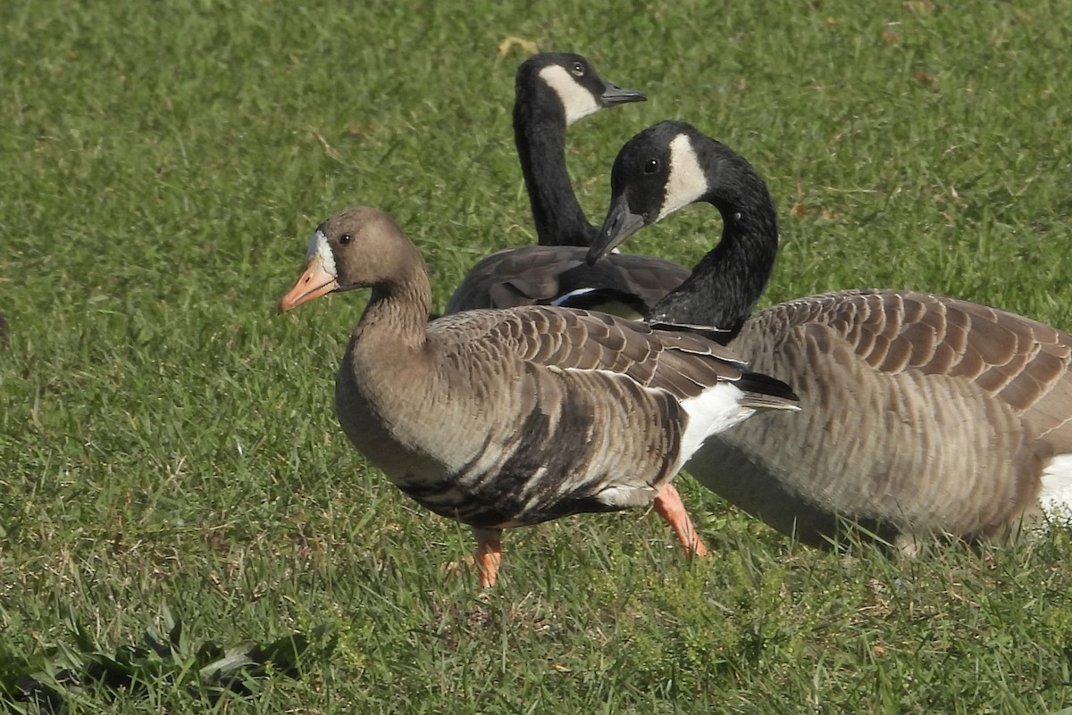 אווז לבן-מצח - ML644392890