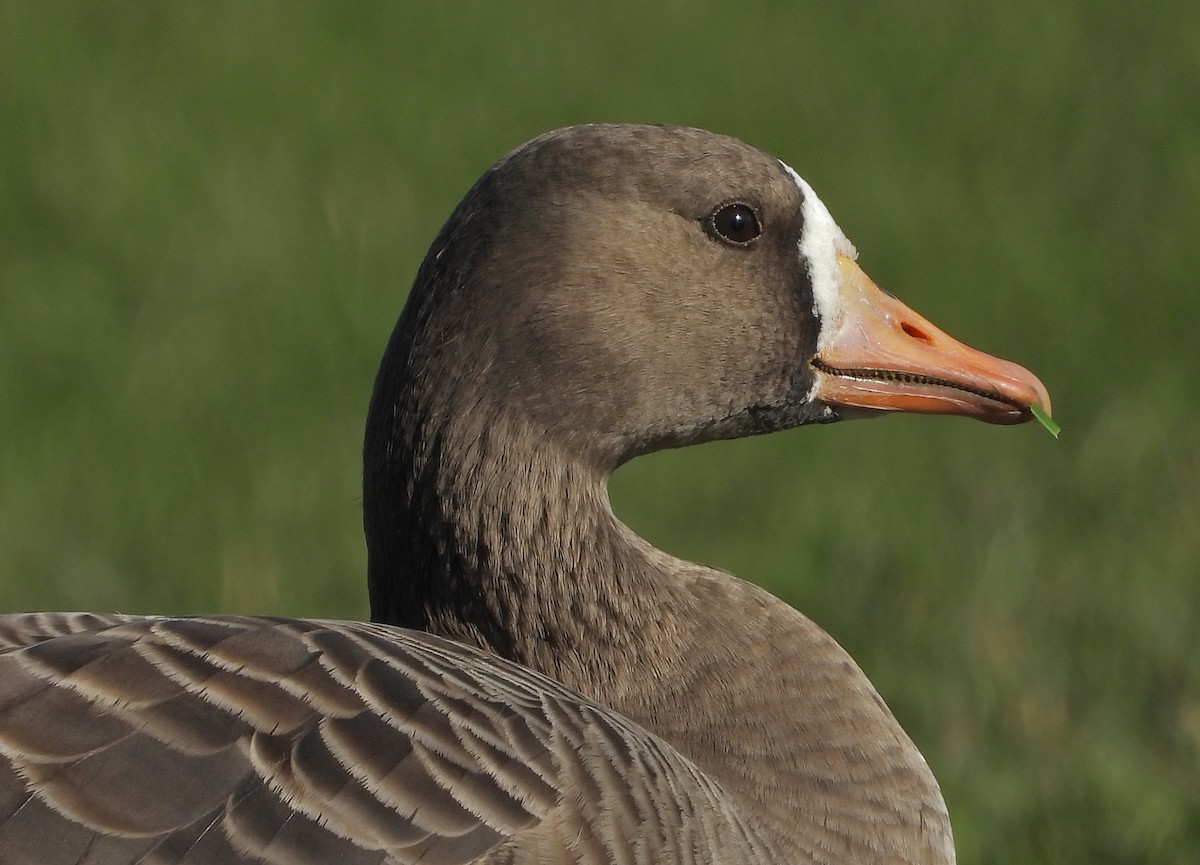 אווז לבן-מצח - ML644392891
