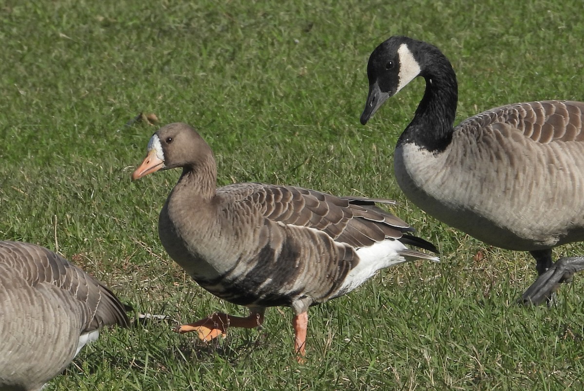 אווז לבן-מצח - ML644392892