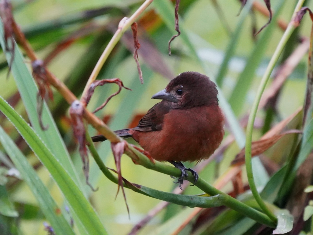 Silver-beaked Tanager - ML644392893
