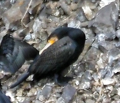 Тураг гогой - ML644392903