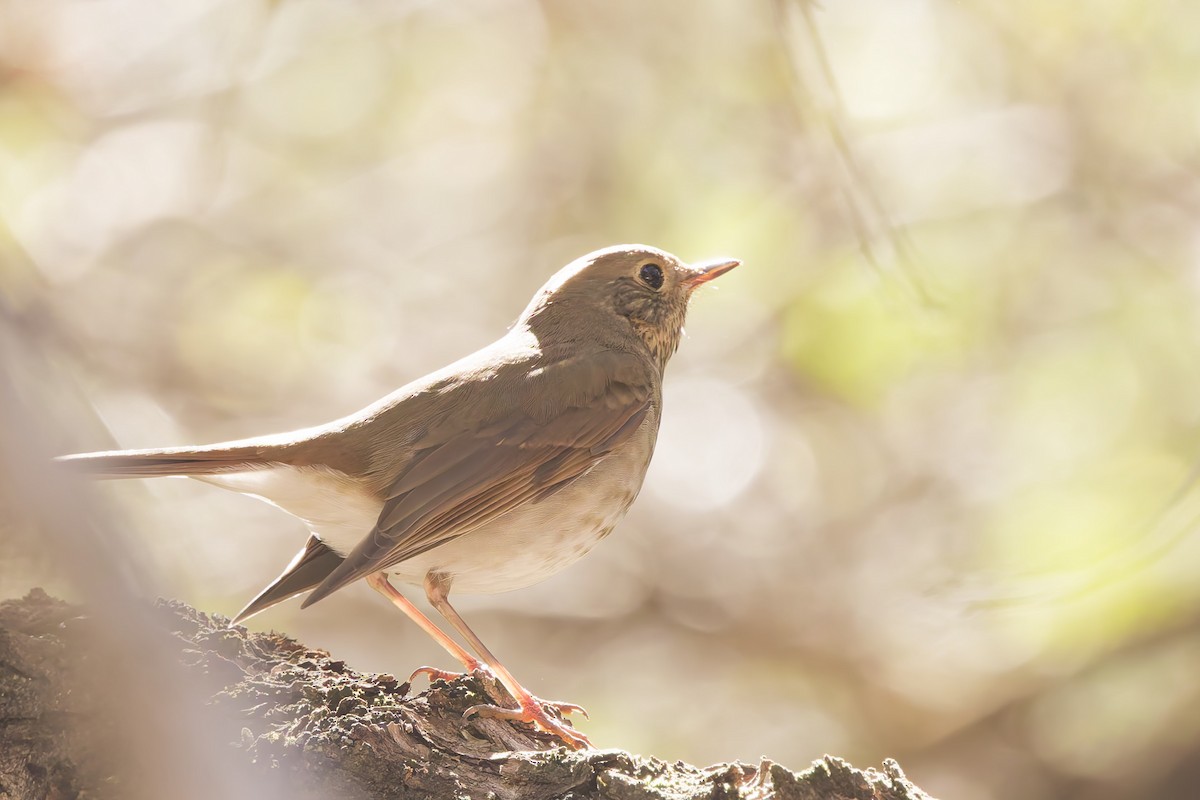Hermit Thrush - ML644392910